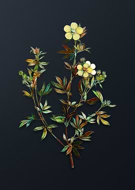 Yellow Buttercup Flowers