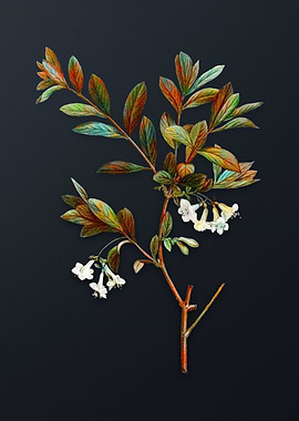 White Honeysuckle Plant