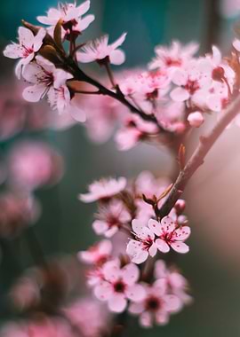 Cherry blossom
