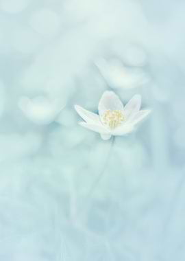 Pastel anemone, macro