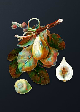 Vintage Common Fig on Gray