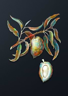 Vintage Almond on Gray