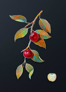 Vintage Cherry Plum