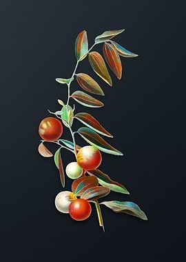 Vintage Chinese Jujube