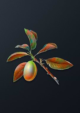 Vintage Armenian Plum