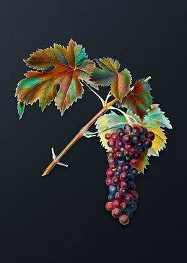 Black Aleatico Grape