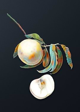 Vintage Duracina Peach