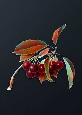 Vintage Cherry on Gray