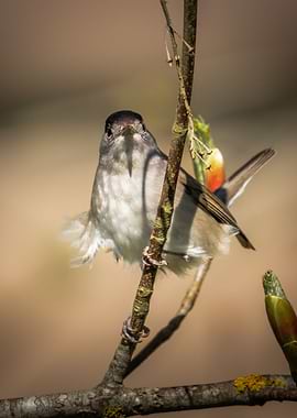 Eurasian Blackcap face
