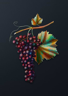 Vintage Berzemina Grape