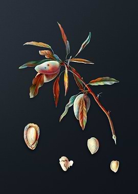 Vintage Almond on Gray