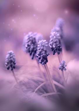 Purple macro flower,garden