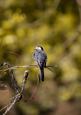 White Wagtail