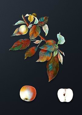 Vintage Apple on Dark Gray