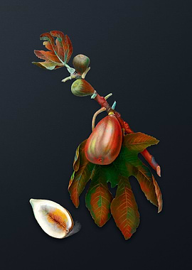 Vintage Fig on Dark Gray