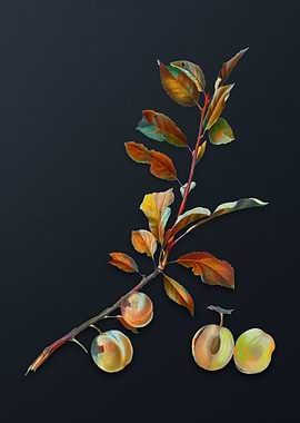 Vintage Apricot on Gray