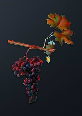 Vintage Dolcetto Grapes