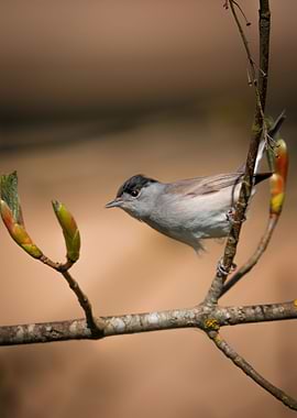 Eurasian Blackcap