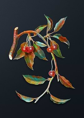 Vintage Cherry on Gray