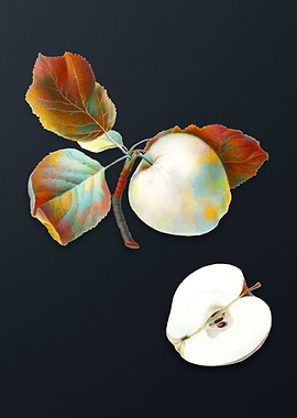 Vintage Astracan Apple