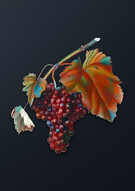 Vintage Black Canaiolo