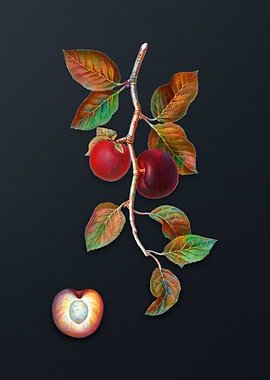 Vintage Apricot on Gray