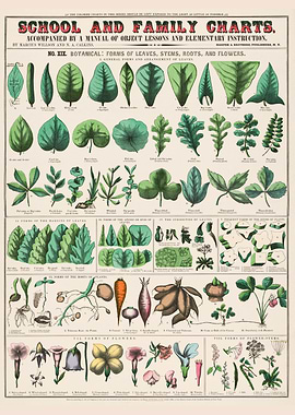 School family charts