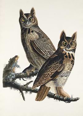 Great Horned Owl