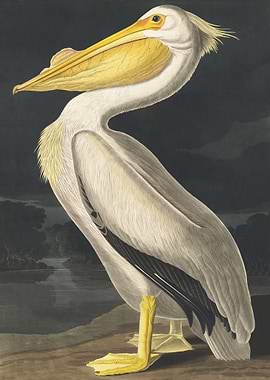 American White Pelican