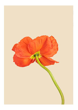 Aesthetic flower orange