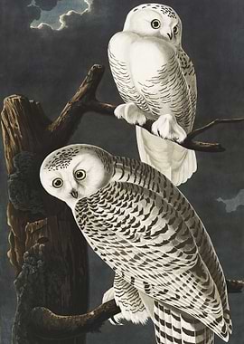 Snowy Owl