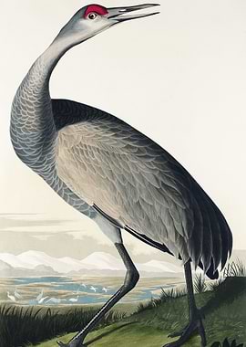Hooping Crane