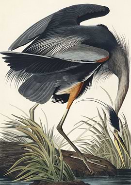 Great blue Heron