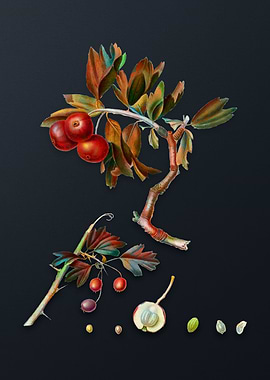 Vintage Red Thorn Apple