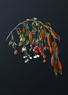 Vintage Visciola Cherries