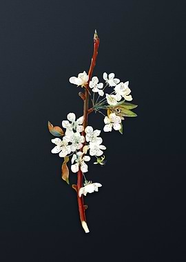 Vintage Musky Pear on Gray