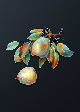 Vintage Pear on Dark Gray