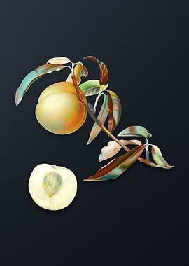 Vintage Peach on Dark Gray