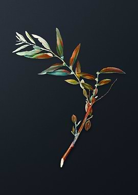 Vintage Jujube on Gray