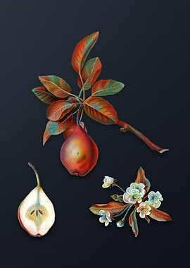 Vintage Pear on Dark Gray