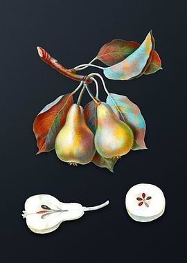 Vintage Pear on Dark Gray