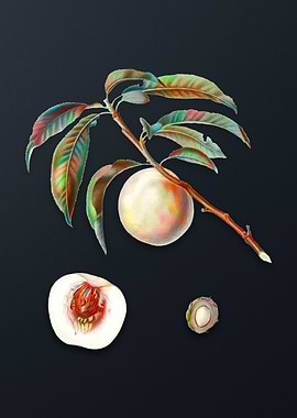 White Speckled Peach