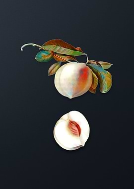 Vintage Peach on Dark Gray