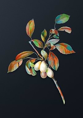 Vintage Plum on Dark Gray