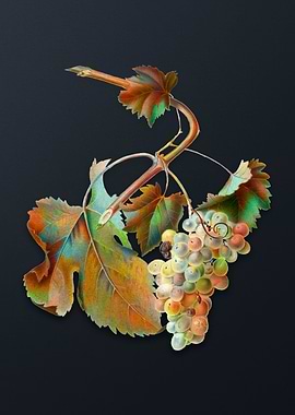 Vintage Vermentino Grapes