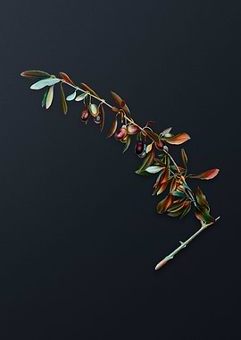 Vintage Olives on Gray