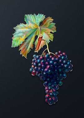 Vintage Fuella Grapes