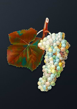 Vintage White Grape