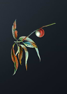 Vintage Peach on Dark Gray