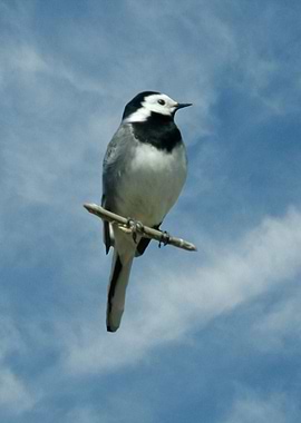 White wagtail